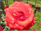 foto Rose